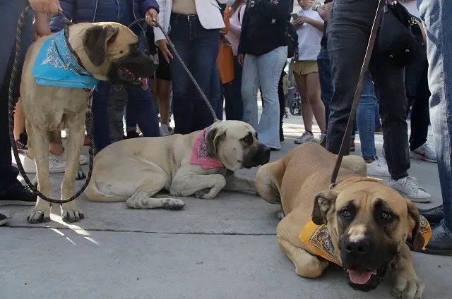 Maltrato animal: Puebla capital registra 301 denuncias; sólo 8 sancionados