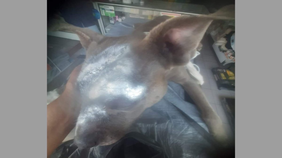 Rescatan en Puebla a perrito “Rodolfo”; fue macheteado en Izúcar de Matamoros