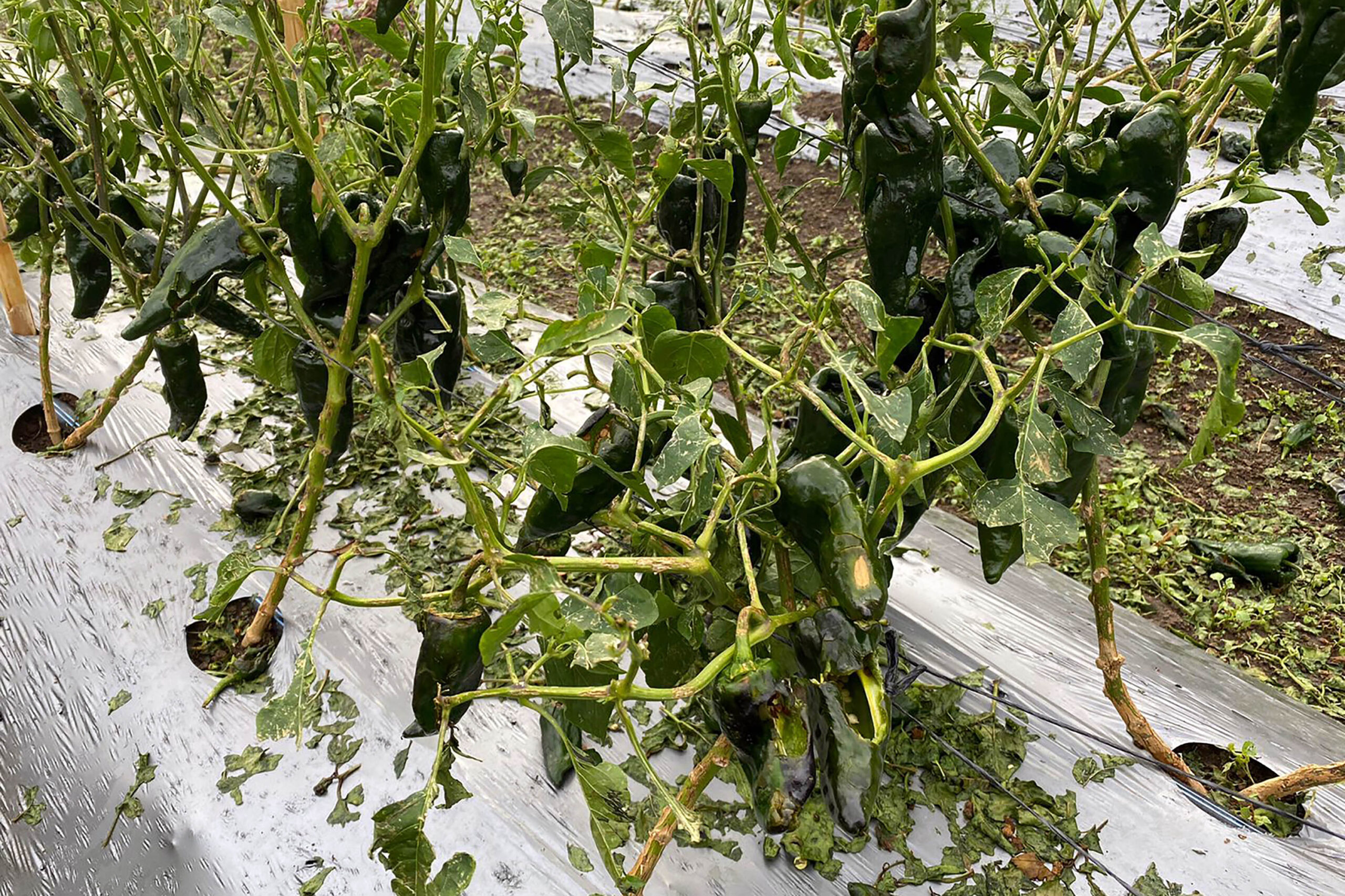  lluvias y granizadas productores pierden 385 hectáreas de cultivo
