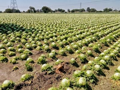En lo que va del año, 33 municipios han resultado afectados por contingencias climatológicas con un total de 3 mil 156 hectáreas siniestradas