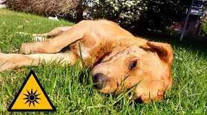 Tu perro también es importante; aquí todo lo que necesitas saber sobre los golpes de calor en las mascotas
