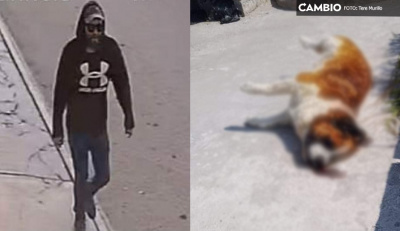 ¡Reprobable! En Puebla se registran dos casos de violencia contra perros: en Huauchinango adolescente adopta a un perro para torturarlo  y matarlo; en los Reyes de Juárez hombre balea a otro perro 
