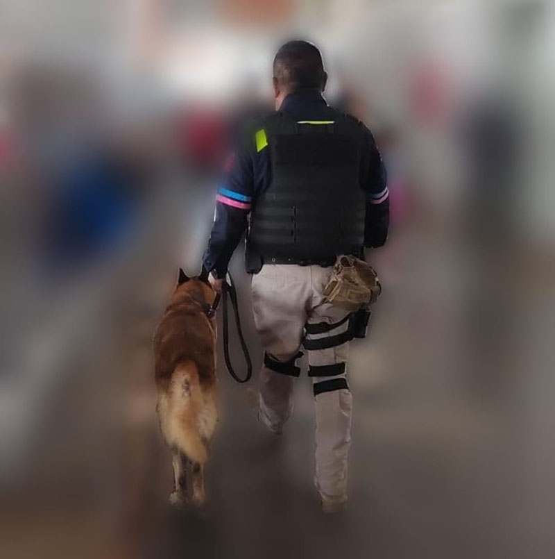 K9 de la Policía Municipal de Puebla aseguró alrededor de 22 kilogramos de posible cocaína