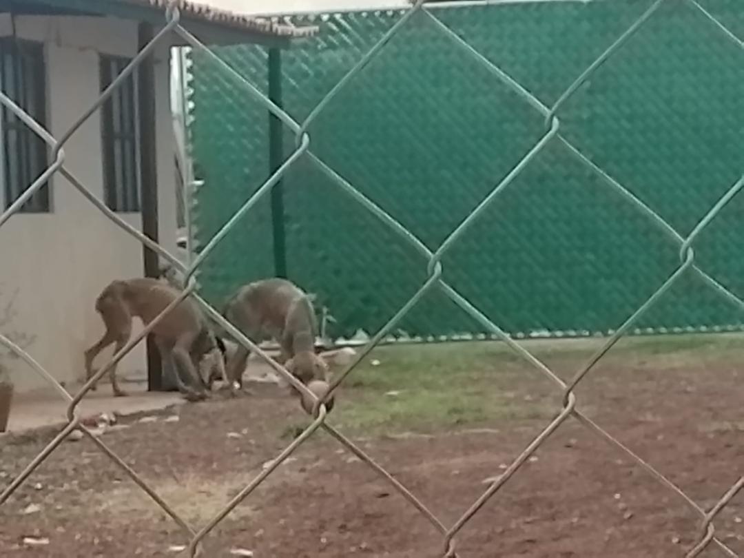 Exhorta Ayuntamiento de Puebla a denunciar casos de maltrato animal