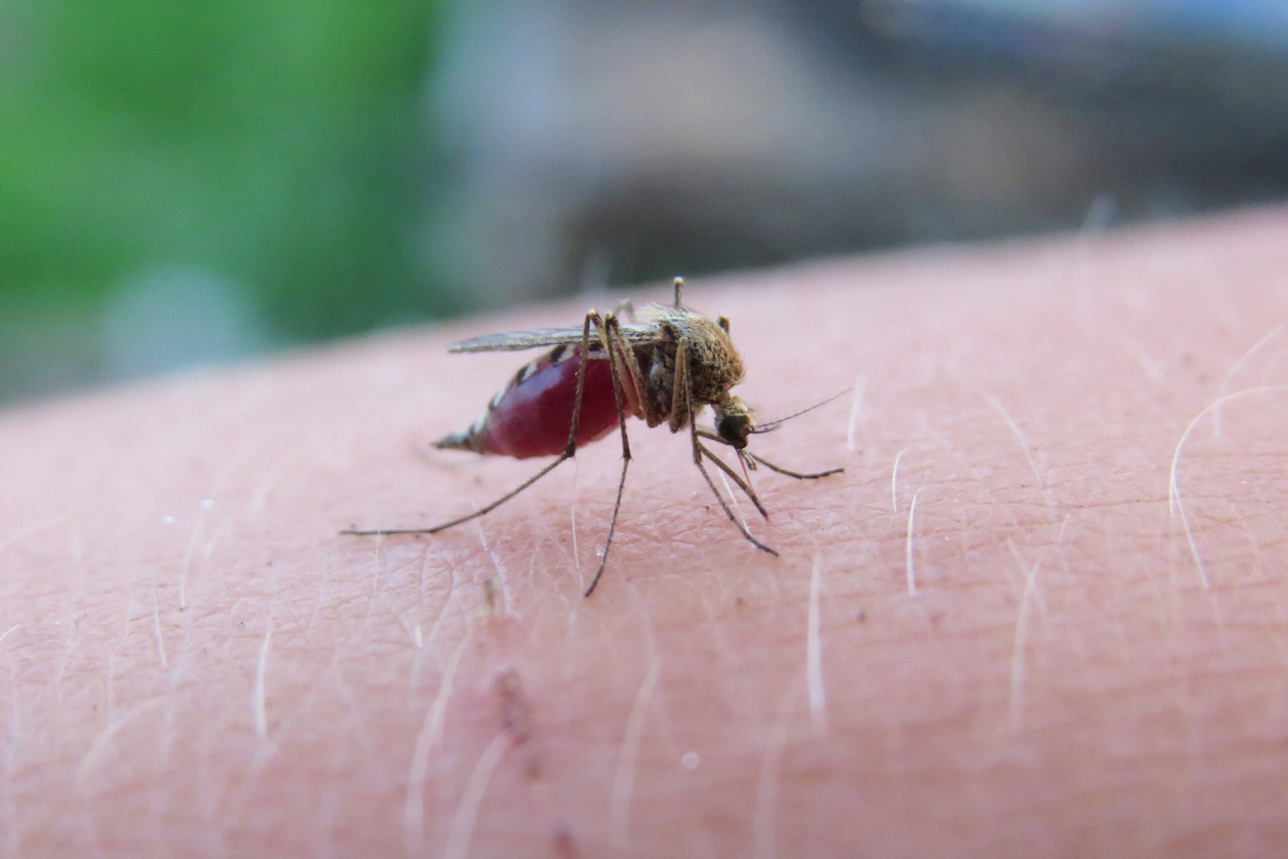 Incrementan casos de dengue en Puebla; se registran 17 en las últimas 24 horas
