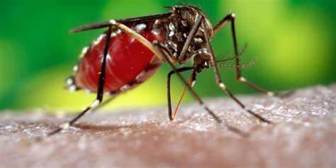 Van 898 casos de dengue en Puebla