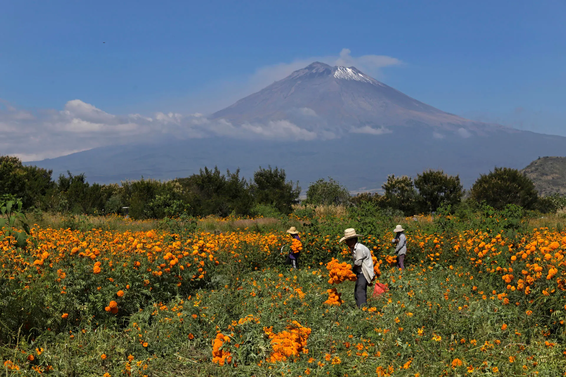 Flor de cempasúchil está lista para llegar a los altares mexicanos en el Día de Muertos