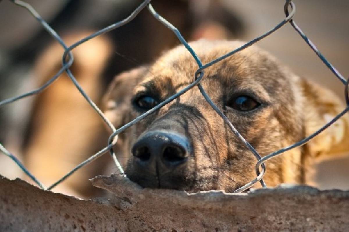 Poblanos pueden denuncias la violencia animal mediante la app ‘Alerta Contigo’