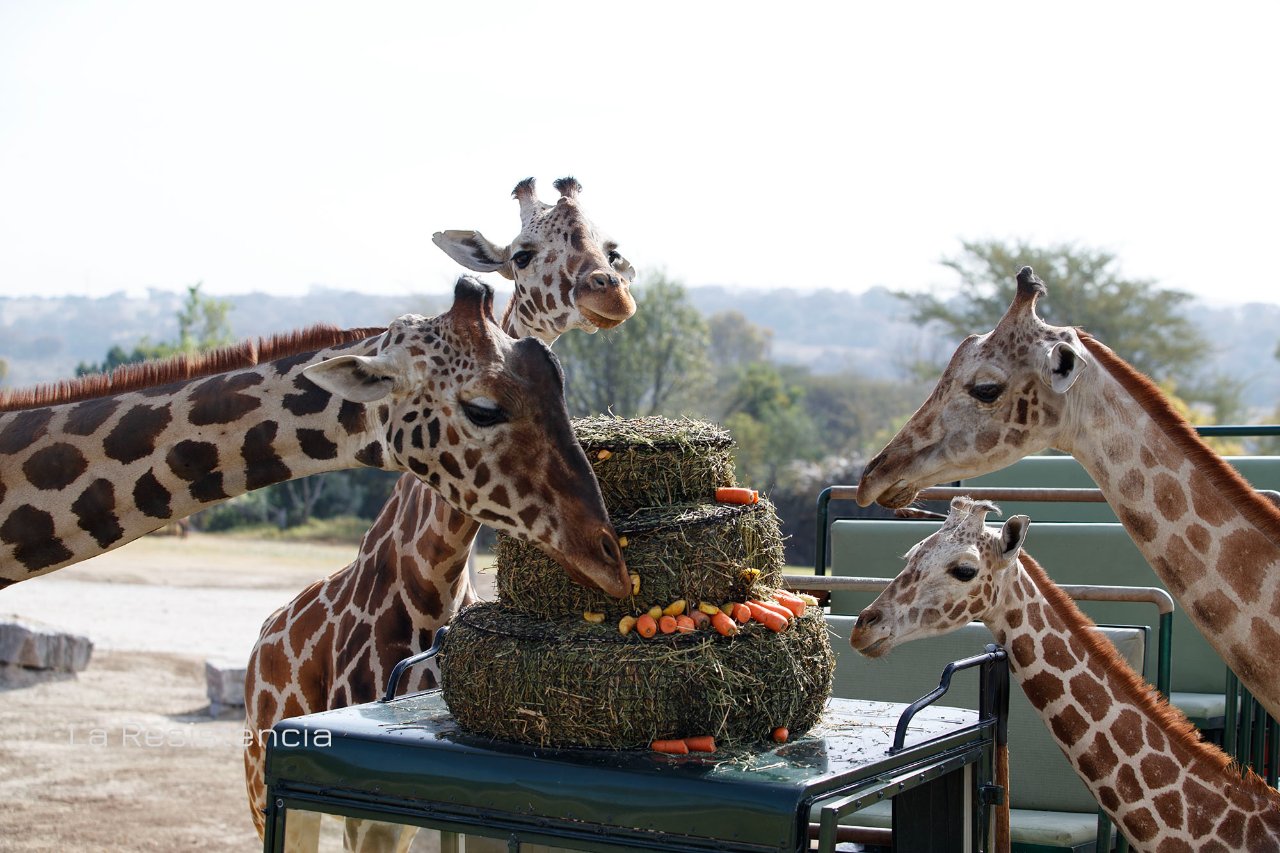 Ya puedes visitar al coqueto Benito en Africam Safari
