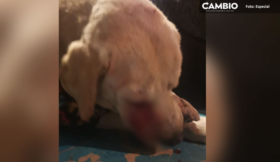 Perrito sufre quemaduras en la cara con cuetes en San Rafael Oriente