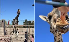Autoriza Profepa el traslado de la jirafa Benito a Africam Safari