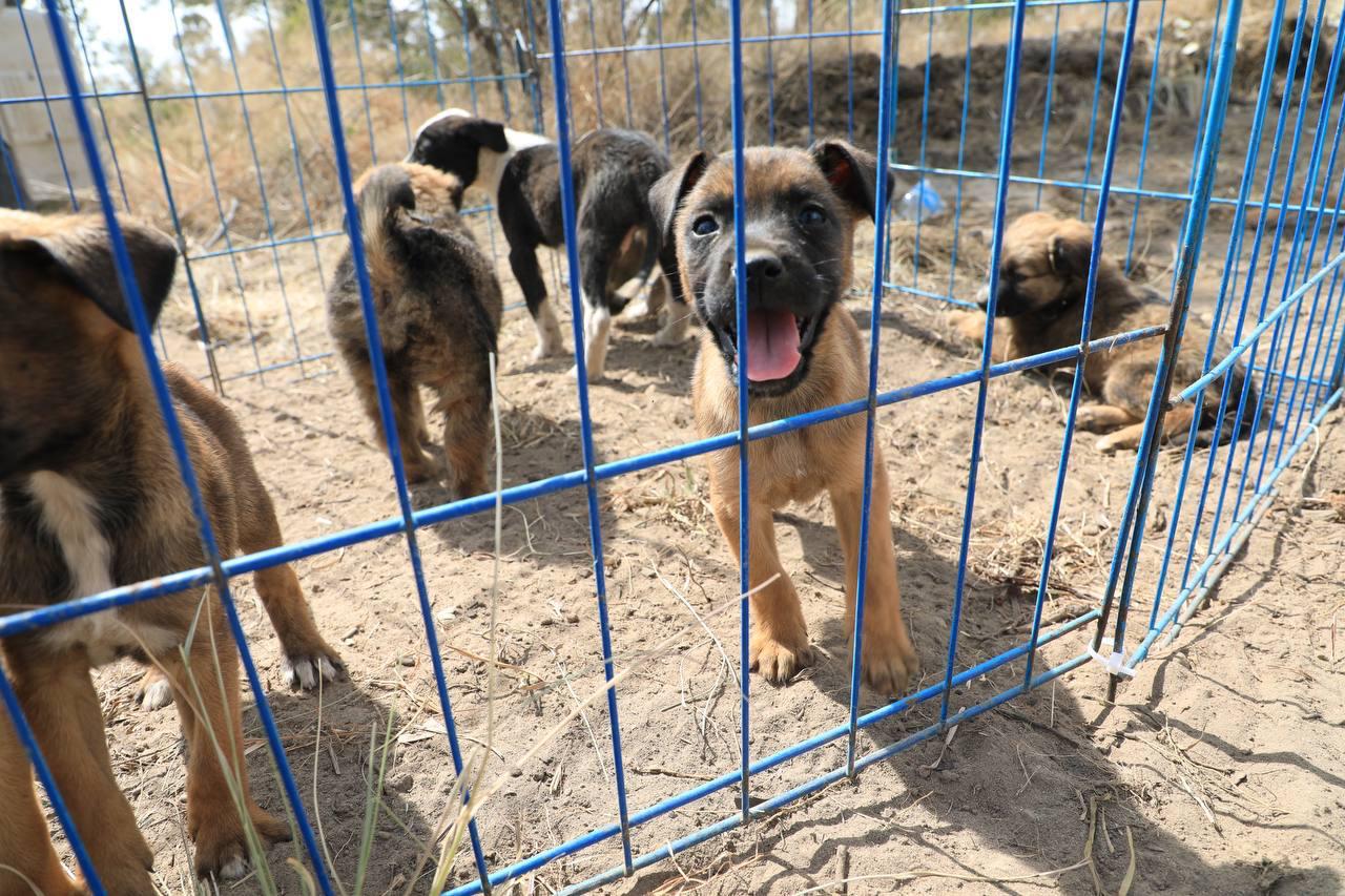 Avanza construcción de estancia para el bienestar animal en Amalucan