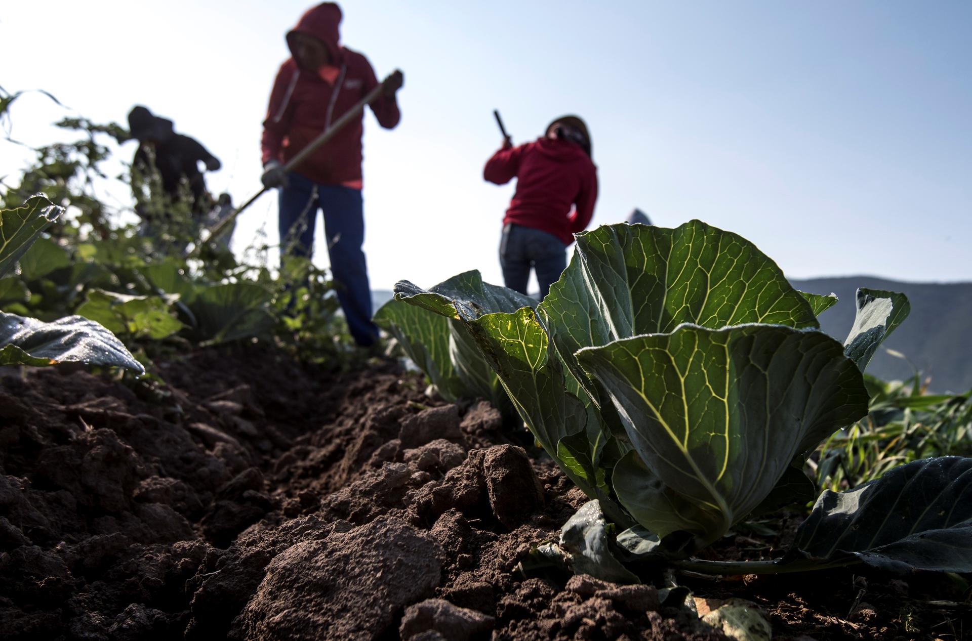Agricultores urgen un diálogo con candidatos para abordar los retos del campo