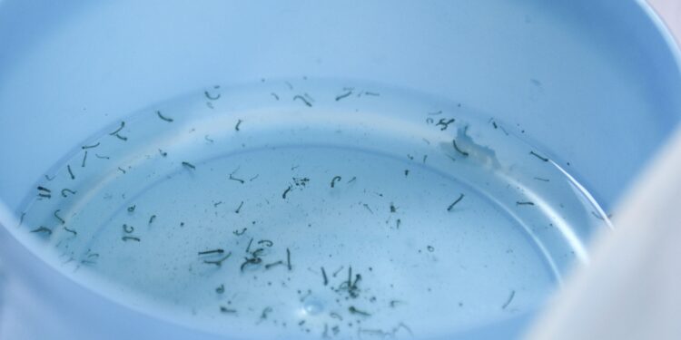 Puebla, sin hospitalizados ni defunciones por dengue en las últimas 24 horas: Salud