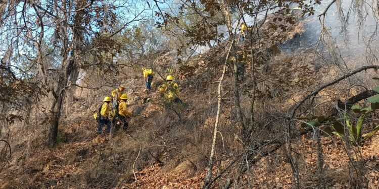 Controlan incendio forestal en Ixtacamaxtitlán