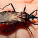Pide SSA mantener prevención contra enfermedad de Chagas