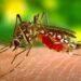 Puebla acumula 101 casos de dengue