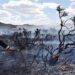 Sofocan incendios de Libres y Coyomeapan