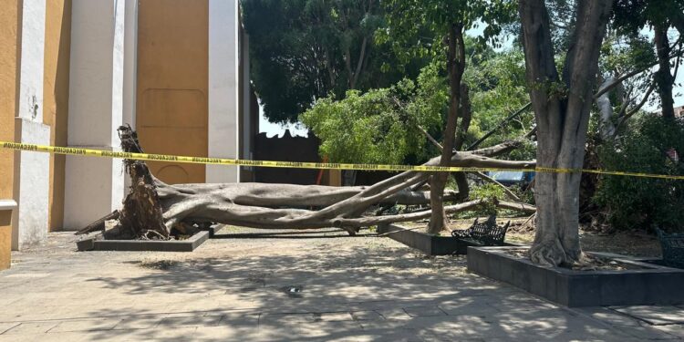 Revisan árboles en la Plaza de la Libre Expresión