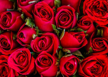 Este 10 de mayo Atlixco comercializará más de 3 mil toneladas de rosas