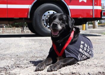 Despide SSP con honor a “Dana”, ejemplar canina de Bomberos