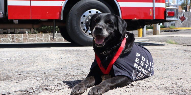 Despide SSP con honor a “Dana”, ejemplar canina de Bomberos