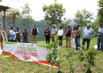 Dispone gobierno estatal 50 mil árboles para la Sierra Norte