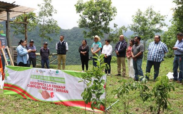 Dispone gobierno estatal 50 mil árboles para la Sierra Norte