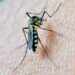 Reporta Salud mil 591 contagios por dengue en lo que va de 2024