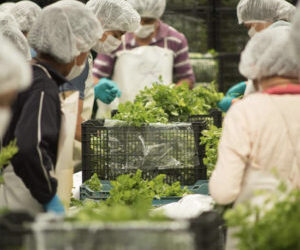 Puebla exporta con éxito más de 20 mil toneladas de Cilantro a EEUU