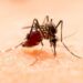 Registra Puebla 56 personas hospitalizadas por dengue en 24 horas