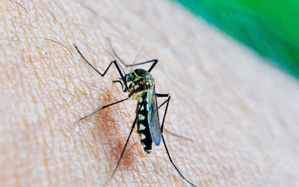 Registran 60 municipios de Puebla casos de dengue: Salud