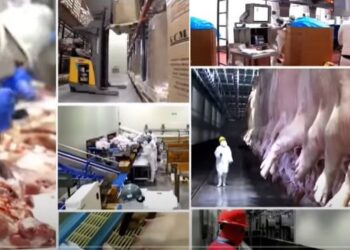 Granjas Carroll de México, una gran empresa para laborar