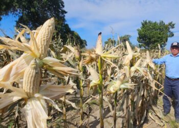 Granjas Carroll implementa sistema de agricultura compartida con pequeños productores de comunidades vecinas