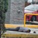 Un cuentahabiente muerto y otro herido durante asalto en Wallmart Zavaleta