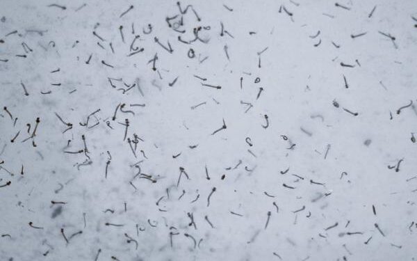 Concentran cinco municipios de Puebla el 60.4% de casos de dengue: Salud