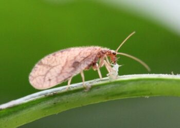 Lanza Granjas Carroll iniciativa de control biológico con Crisopas