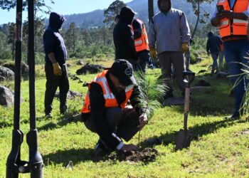 Granjas Carroll impulsa la conservacióny reforestación en el Valle de Perote