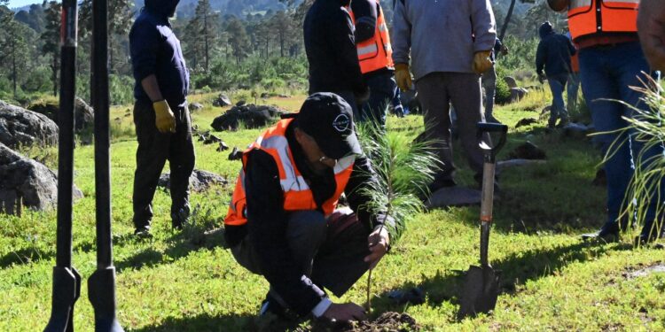 Granjas Carroll impulsa la conservacióny reforestación en el Valle de Perote
