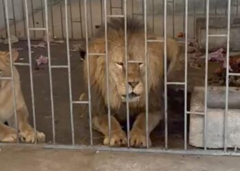 Rescatan a dos leones de un domicilio en Oriental