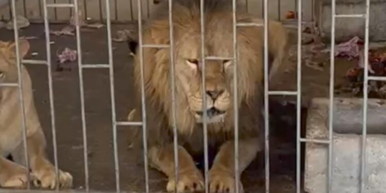Rescatan a dos leones de un domicilio en Oriental
