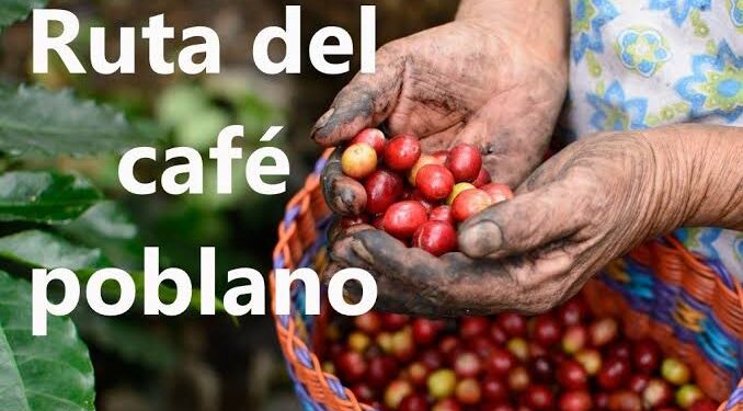 Gobierno de Alejandro Armenta impulsará la exportación de café a Europa