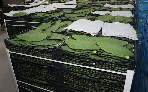 Gobierno de Armenta impulsará Transporte Aéreo para productores
