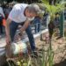 Impulsa Pepe Chedraui faena de conservación en el parque principal de San Jerónimo Caleras