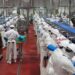 Planta Procesadora de Carne de Cerdo de Granjas Carroll cumple 6 años con altos estándares de calidad