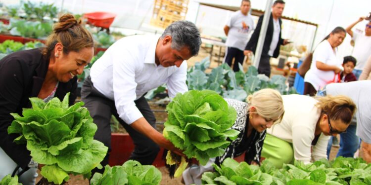 Dona Secretaría de Bienestar municipal lechugas cultivadas en huerto urbano rehabilitado