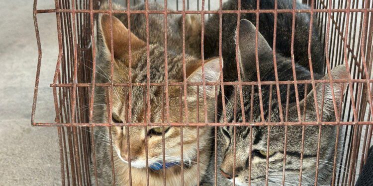 Sanciona Gobierno de la Ciudad a ciudadano por maltrato animal