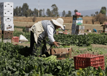 Arranca en Puebla histórica estrategia para transformar el campo poblano