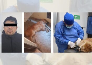 Vinculan a proceso a presunto responsable de crueldad animal en Puebla