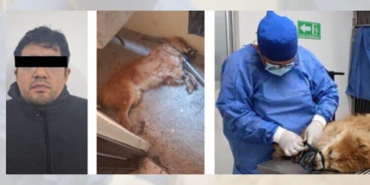 Vinculan a proceso a presunto responsable de crueldad animal en Puebla